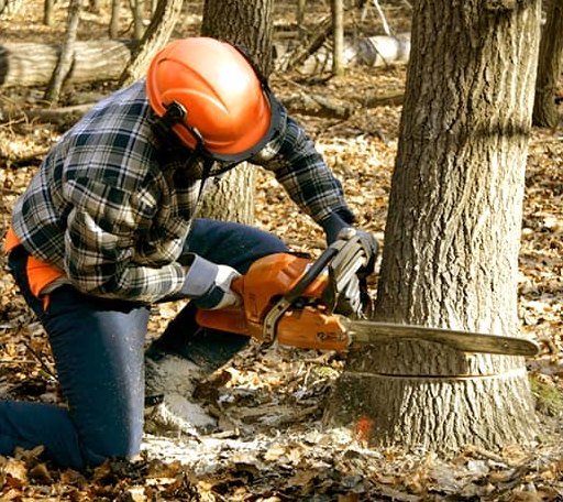 Tree Removal in De Soto, KS